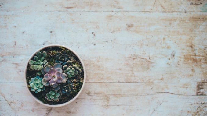 10 plantbaserade recept för en hälsosam kost illustration